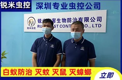 深圳锐米有害生物防治·深圳正规消杀公司，专业灭蟑螂，老鼠清理，老鼠消杀，灭老鼠除鼠抓老鼠，白蚁防治，